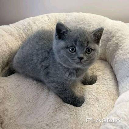 Britse korthaar kittens, Zakelijk WhatsApp: