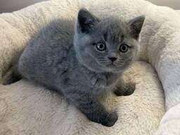 Britse korthaar kittens, Zakelijk WhatsApp:
