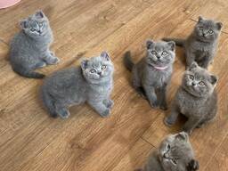 Britse korthaar kittens van 11 weken oud beschikbaar