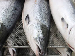 Bulk Stock Available Of Frozen Whole Salmon Fish (Seafood) At Wholesale Prices