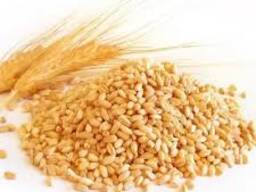 Bulk Wheat Supply | Wholesale Wheat Grain Exporter