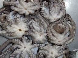 Buy Premium Quality Frozen Octopus Cheap Price / Giant Octopus for Sale