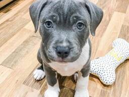 Cane Corso-pup ter adoptie