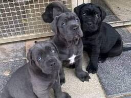 Cane Corso-puppy's