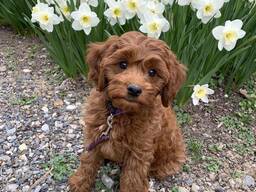 Cavapoo-puppy's