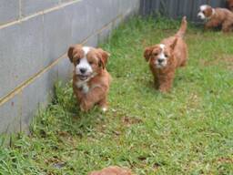 Cavapoo-puppy's beschikbaar