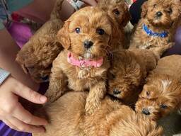 Cavapoo-puppy's