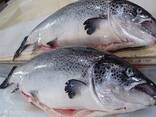 Cheap Norwegian Salmon Fish Fillets/Whole Salmon, Salmon Trout/ Mackerel Fish - фото 2