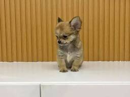 Chihuahua-puppy