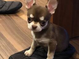 Chihuahua-puppy's – 11 weken oud