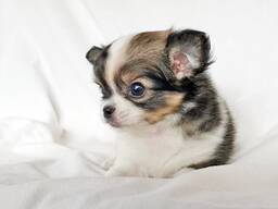 Chihuahua-puppy's zoeken een liefdevol thuis.
