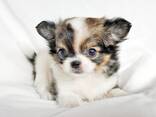 Chihuahua-puppy's zoeken een liefdevol thuis. - photo 1