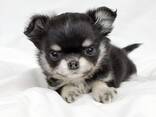 Chihuahua-puppy's zoeken een liefdevol thuis. - photo 3