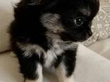 Chihuahua pups - фото 2