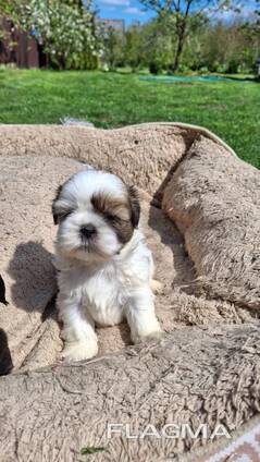 Perfecte Shih Tzu-puppy's.