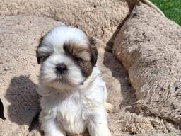 Perfecte Shih Tzu-puppy's.