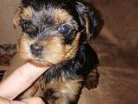 Чистокровные щенки Йоркширского Терьера. - фото 1