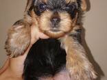 Чистокровные щенки Йоркширского Терьера. - фото 2
