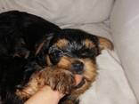 Чистокровные щенки Йоркширского Терьера. - фото 3