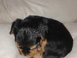 Pure Yorkshire Terriër puppy's. - фото 8