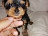 Pure Yorkshire Terriër puppy's. - фото 9