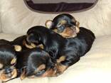 Pure Yorkshire Terriër puppy's. - фото 11