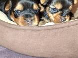 Pure Yorkshire Terriër puppy's. - фото 12