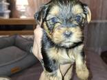 Чистокровные щенки Йоркширского Терьера. - фото 3
