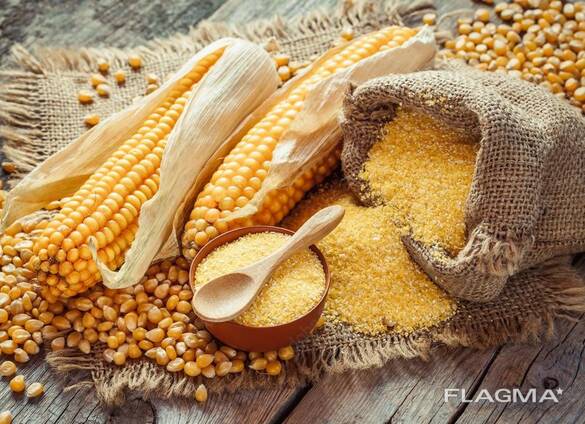 Corn wholesale export (groothandel export van maïs)