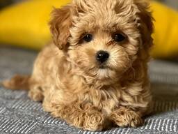 Maltipoo puppy Sky