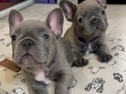 French Bulldog puppies for adoption