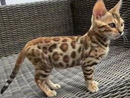 Dedigree Bengaalse kittens nu klaar, Zakelijke WhatsApp:
