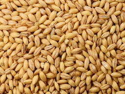 Dehulled Barley