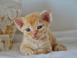 Devon Rex-kittens beschikbaar – 10 weken oud