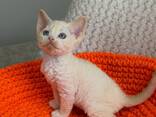 Devon Rex-kittens beschikbaar – 10 weken oud - photo 2