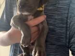 Duitse Dog-puppy's. .. stuur me een berichtje - photo 2