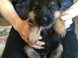 Duitse Herder-puppy's