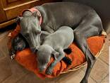 Elegant blauw Italiaans Windhondje – gratie, charme - photo 3
