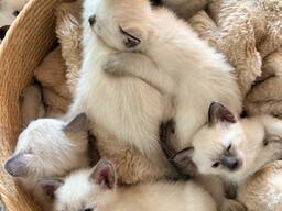 Elegante Siamese kittens, met liefde en zorg grootgebracht.