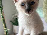 Elegante Siamese kittens, met liefde en zorg grootgebracht. - photo 1