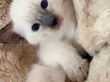 Elegante Siamese kittens, met liefde en zorg grootgebracht. - photo 2