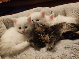 Elegante Turkse Angora's beschikbaar voor liefdevolle huizen