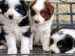 Elite Australian Shepherd-puppy's