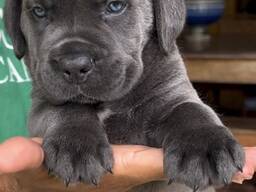 Elite Cane Corso-puppy's