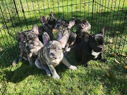 Elite Franse buldogpoepjes
