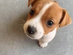 Elite Jack Russell-puppy's