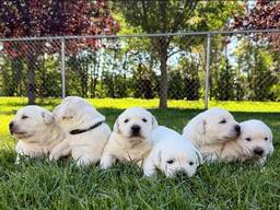 Elite Labrador puppy’s