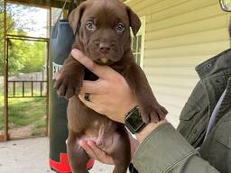 Elite Labrador Retriever-puppy's