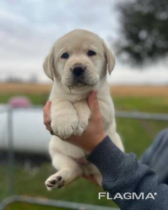 Elite Labrador Retriever-puppy's