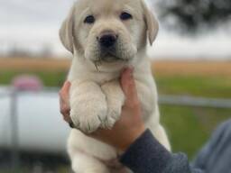 Elite Labrador Retriever-puppy's